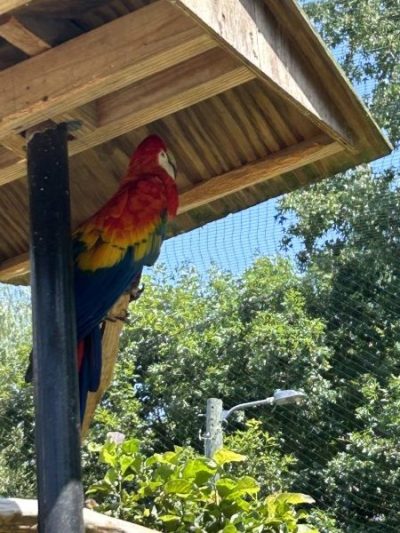 Macaw